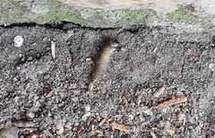Insecta
