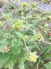 Silphium perplexum