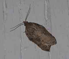 Acleris effractana