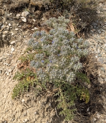 Thistle fern (Cardopatium)