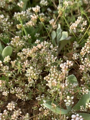 Adenogramma glomerata