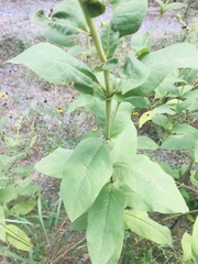 Silphium perplexum