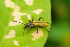 Chauliognathus hieroglyphicus