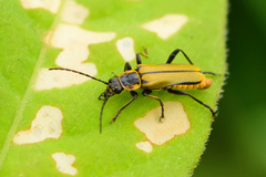 Chauliognathus hieroglyphicus