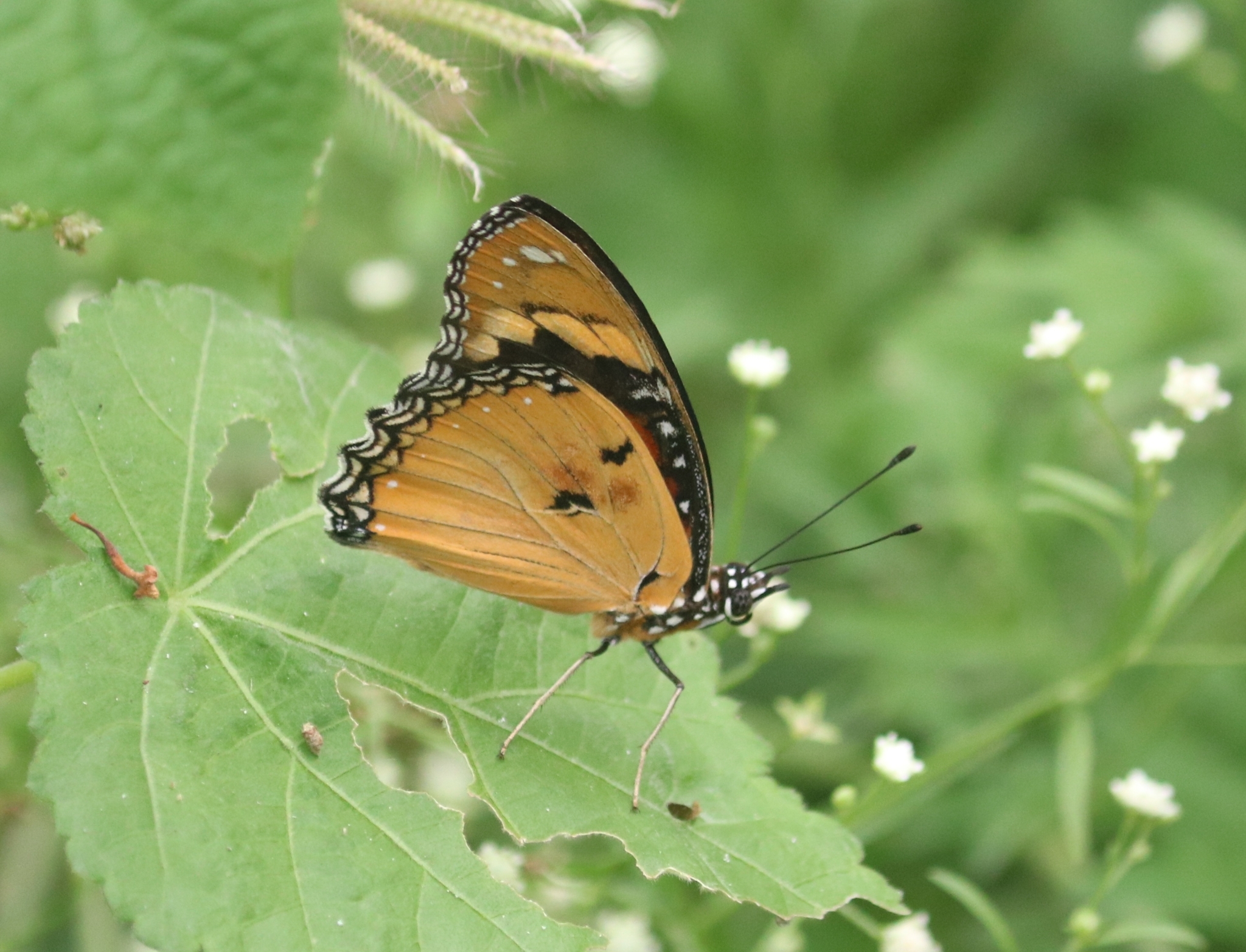 Danaid Eggfly