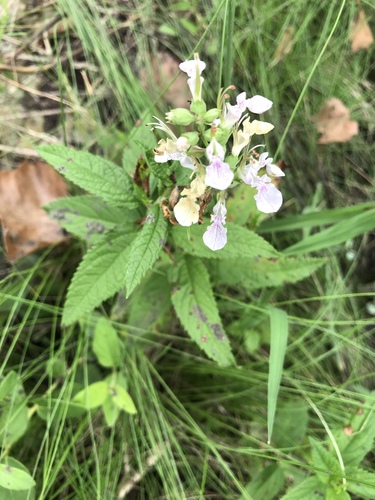 Teucrium canadense