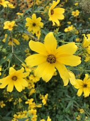 Coreopsis verticillata