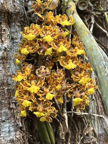 Trichocentrum nanum