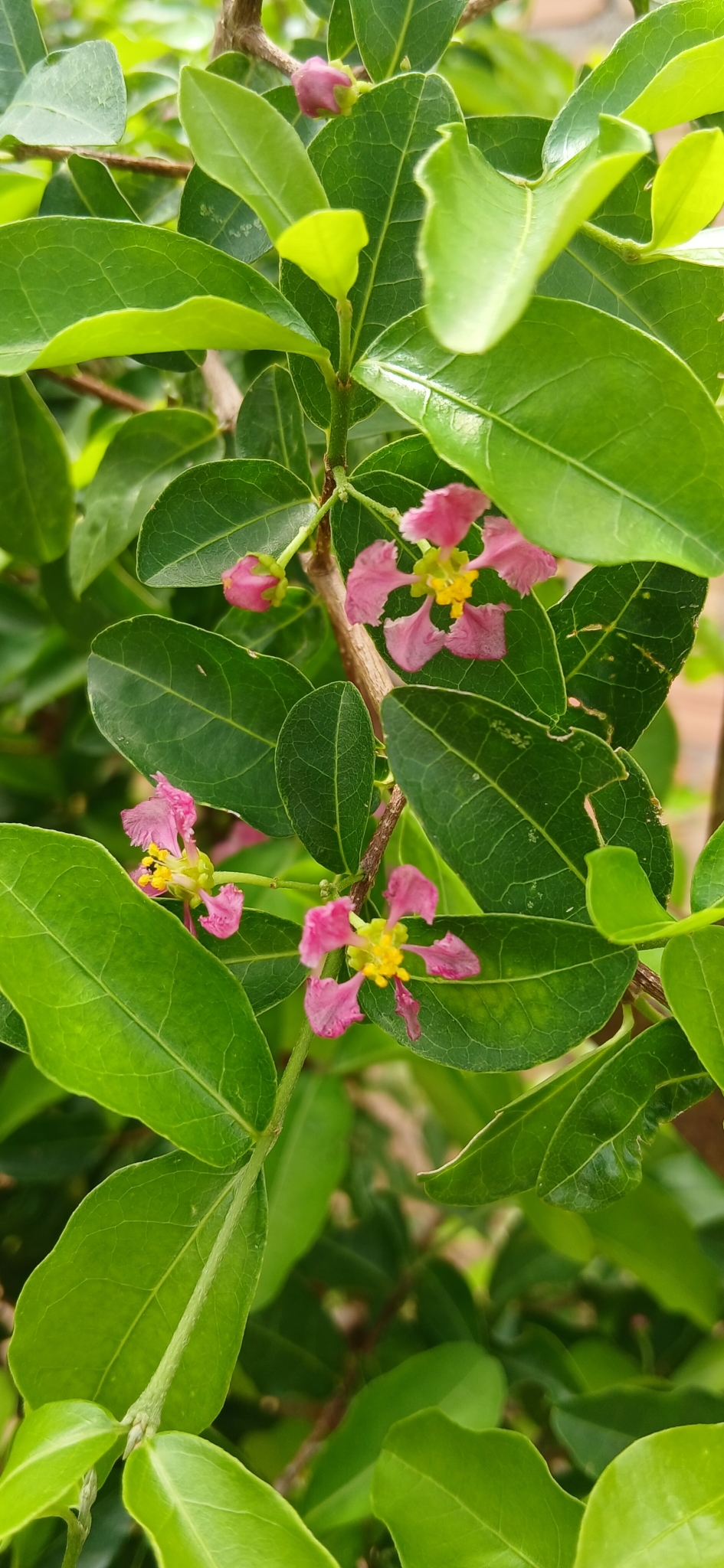 Imagem de Acerola