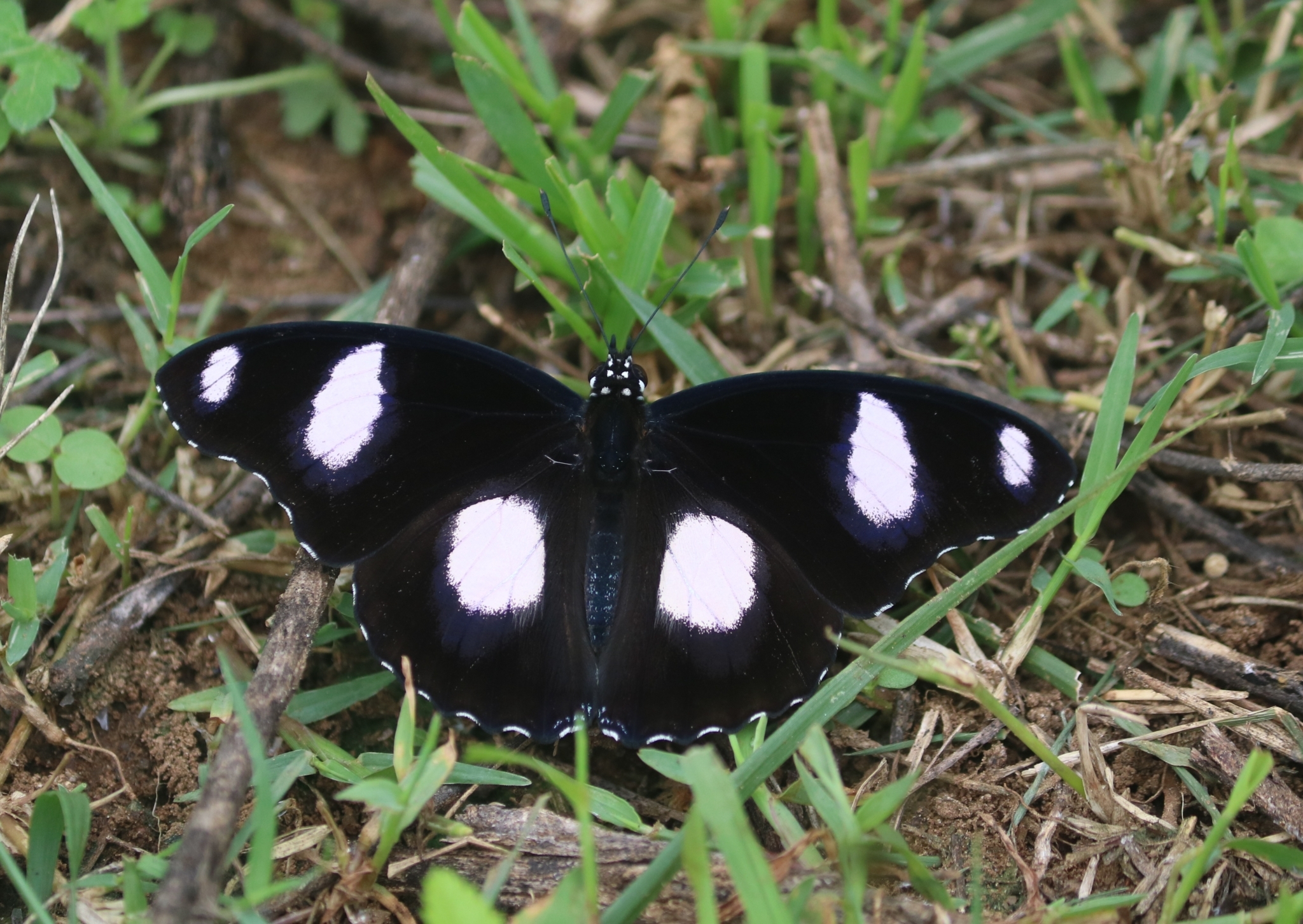 Danaid Eggfly