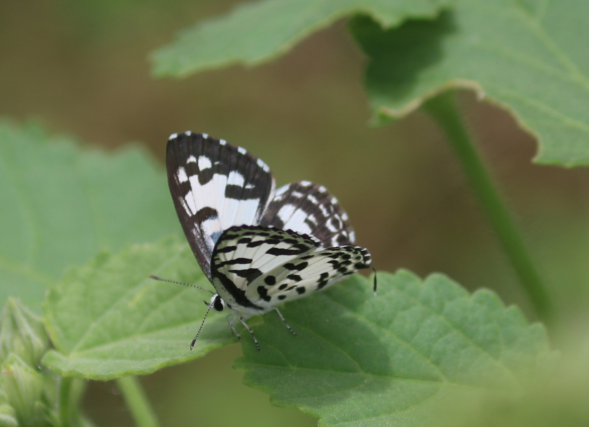 Common Pierrot