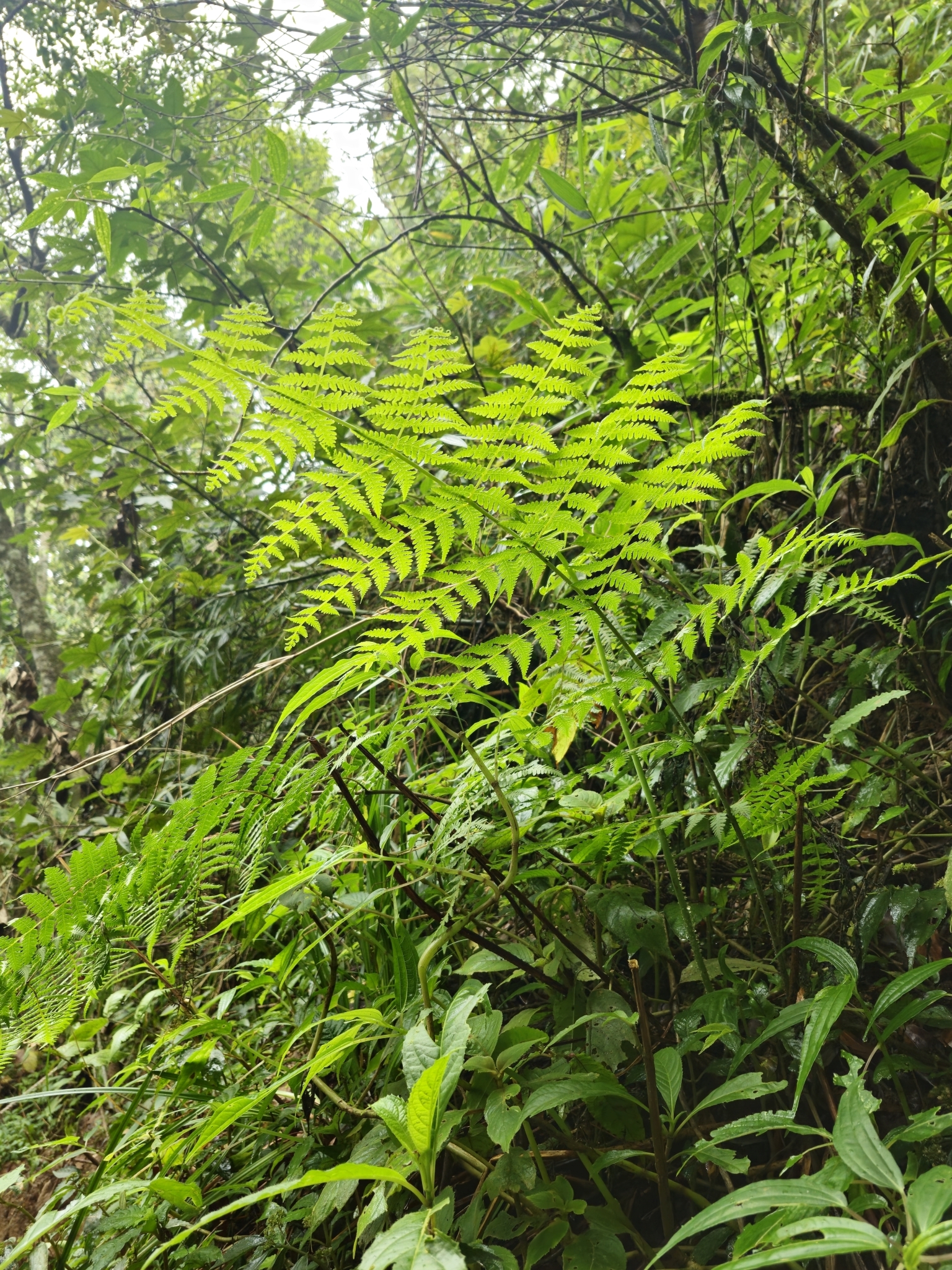 Macrothelypteris torresiana (Macrothelypteris torresiana)