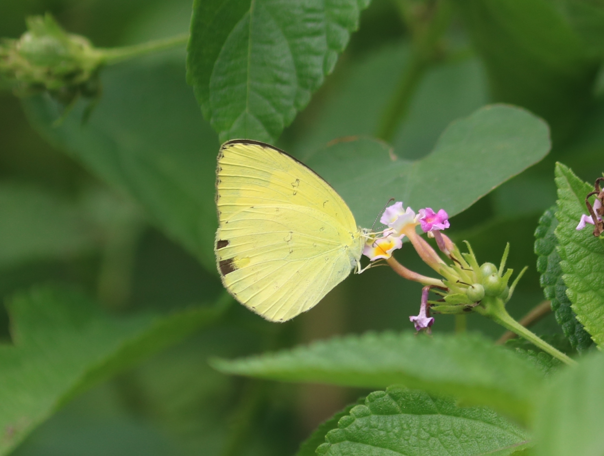 Common Grass Yellow