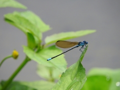 Argia rhoadsi
