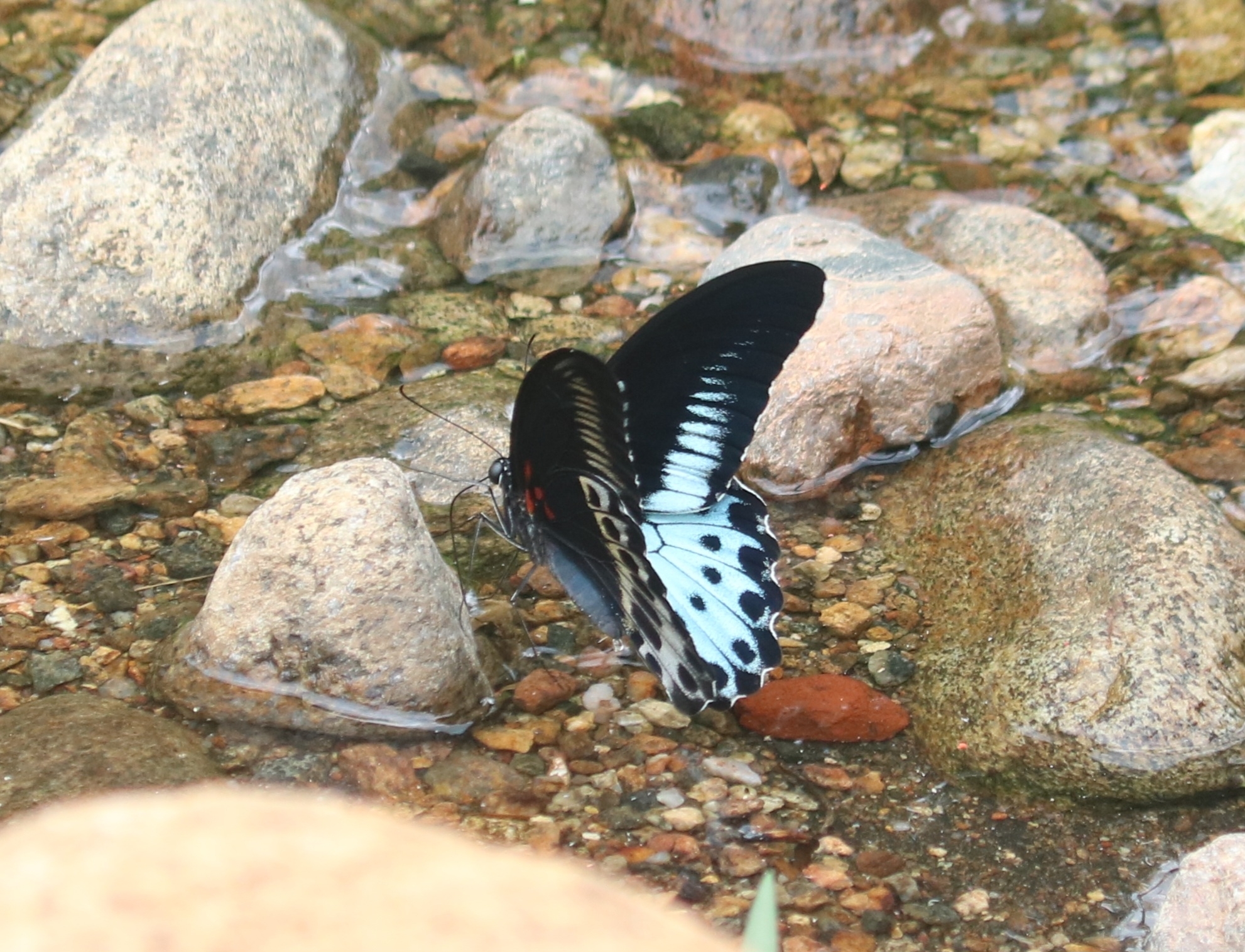 Island Mormon