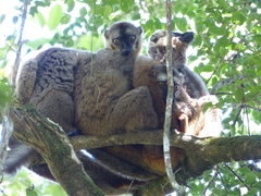 Eulemur rufifrons