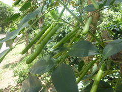 Senna septemtrionalis