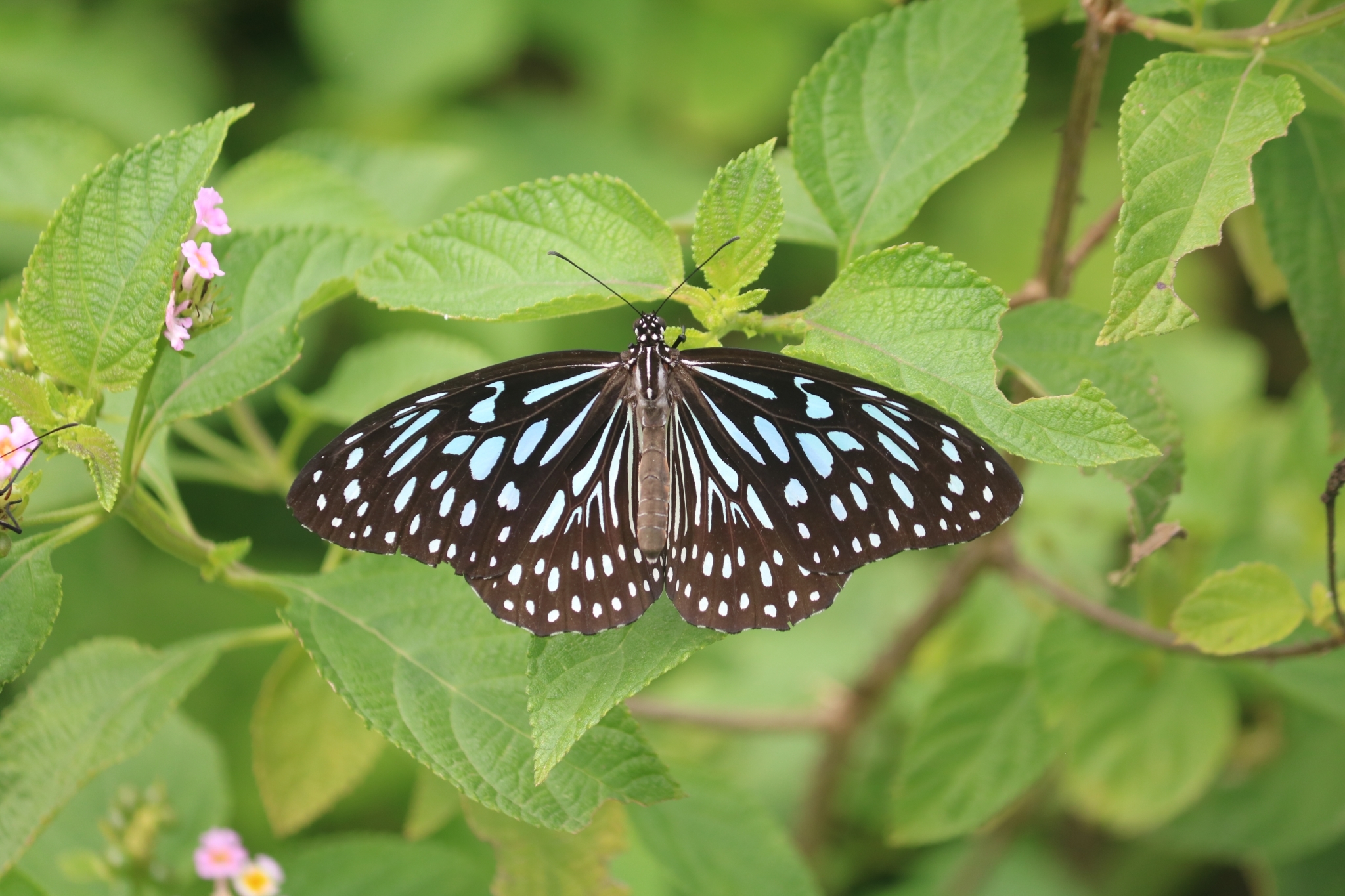 Dark Blue Tiger