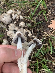 Coprinopsis variegata