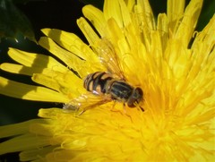 Parhelophilus laetus