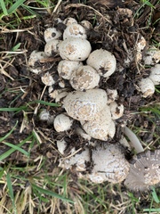 Coprinopsis variegata