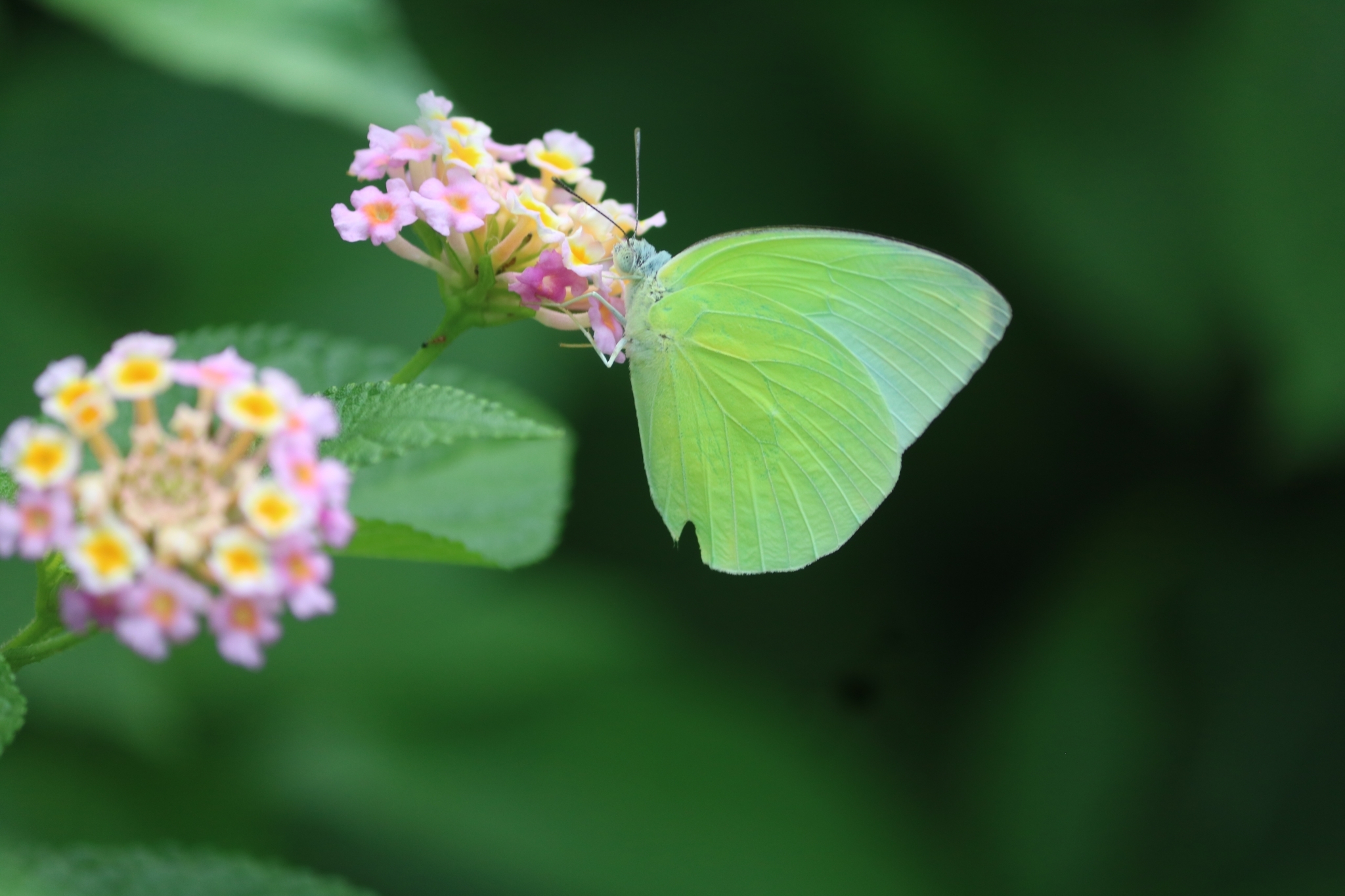 Lemon Emigrant