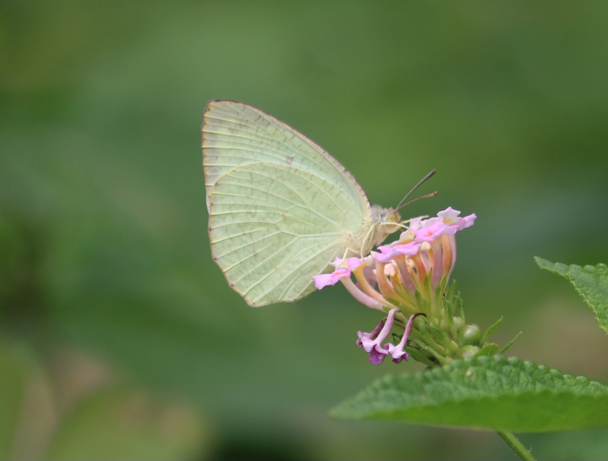 Mottled Emigrant
