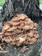 Desarmillaria caespitosa