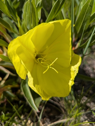 Oenothera macrocarpa