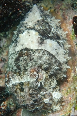 Sepia tuberculata image