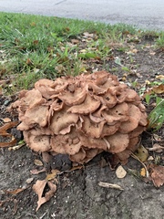 Desarmillaria caespitosa