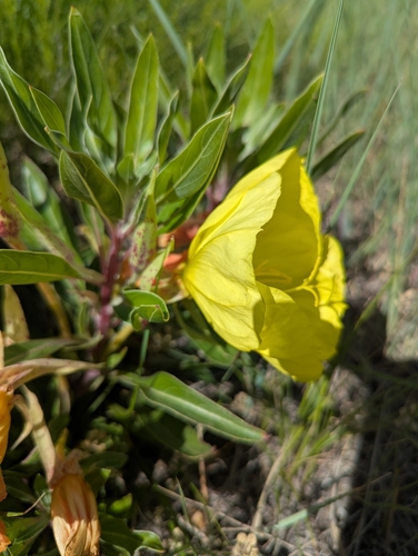 Oenothera macrocarpa