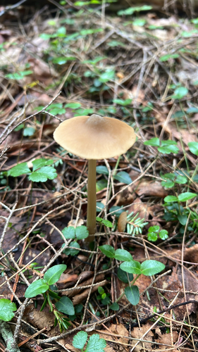 Straight-stalked Entoloma
