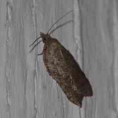 Acleris effractana