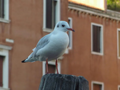 Chroicocephalus ridibundus