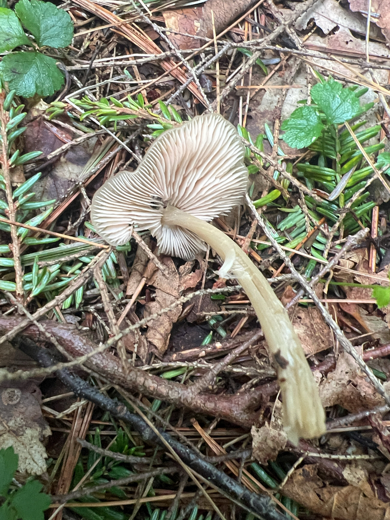 Straight-stalked Entoloma