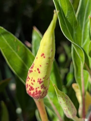 Oenothera macrocarpa
