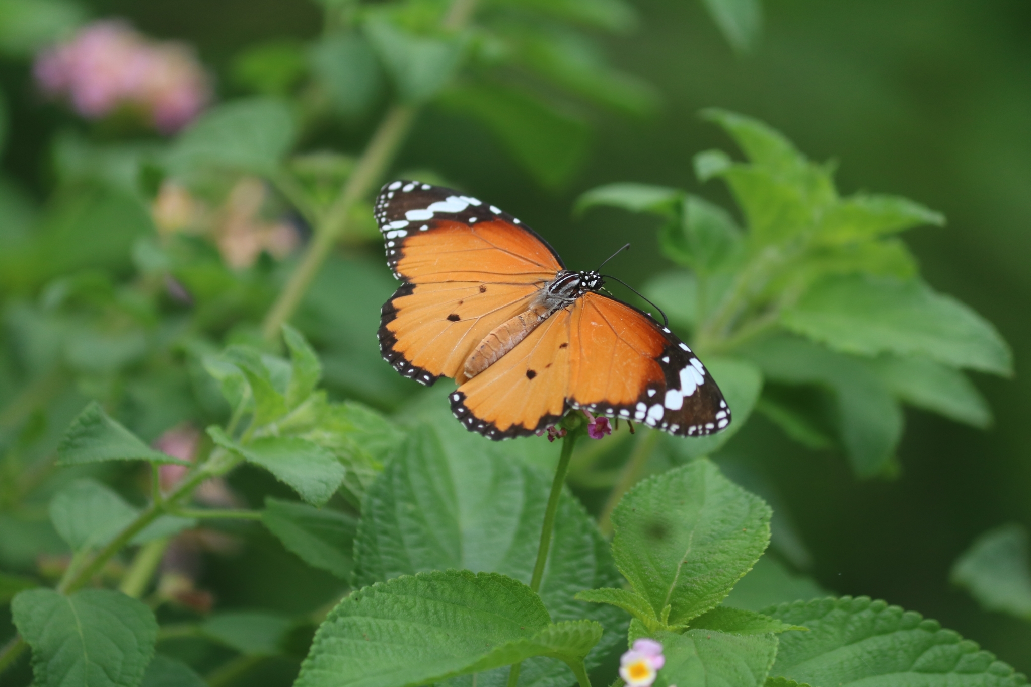 Plain Tiger