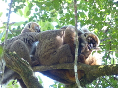 Eulemur rufifrons