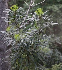 Pseudopanax crassifolius × lessonii