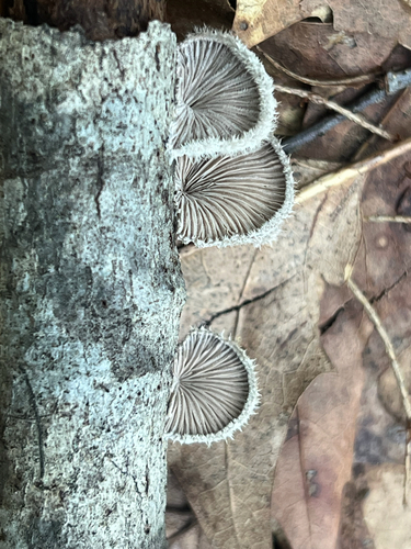 splitgill mushroom
