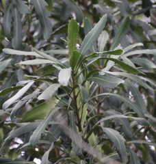 Pseudopanax crassifolius × lessonii