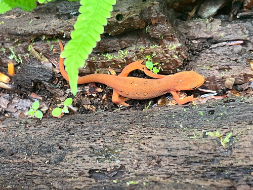 Red-spotted Newt