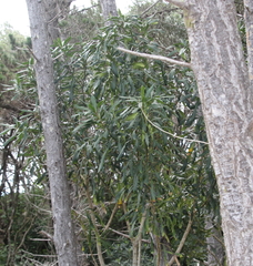 Pseudopanax crassifolius × lessonii