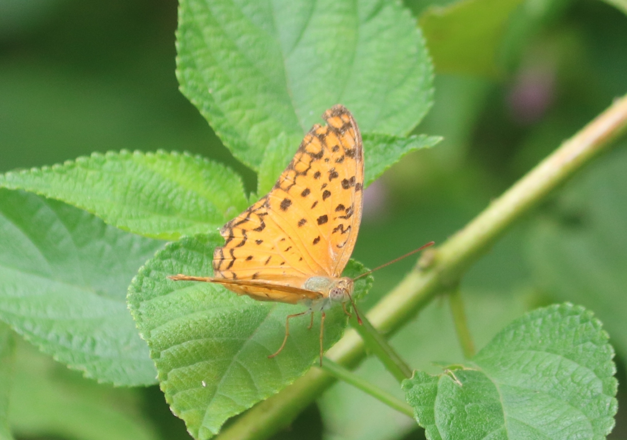 Common Leopard