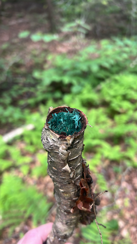 Green Wood Cup