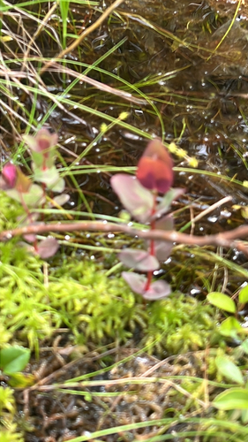 Virginia marsh St. John's-wort