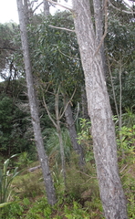 Pseudopanax crassifolius × lessonii