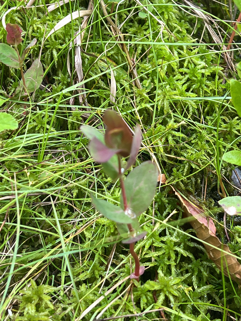 Virginia marsh St. John's-wort