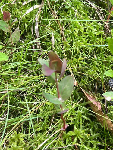 Virginia marsh St. John's-wort